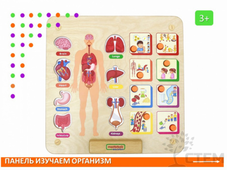 Панель "Изучаем организм"