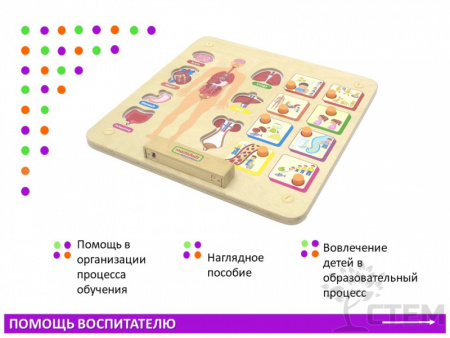 Панель "Изучаем организм"