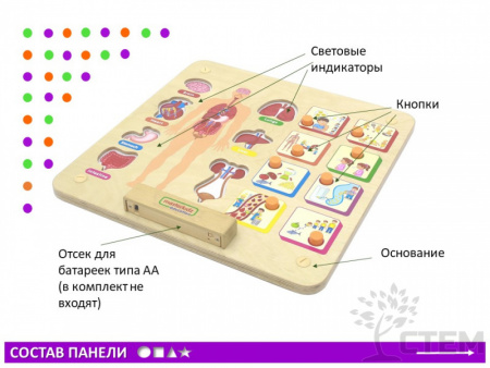 Панель "Изучаем организм"