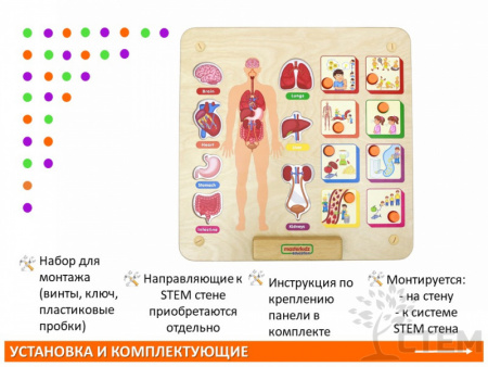 Панель "Изучаем организм"