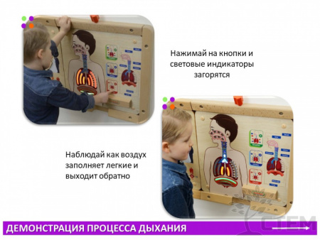 Панель "Дыхательная система"