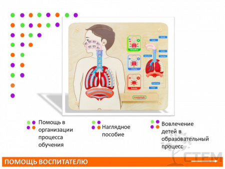 Панель "Дыхательная система"